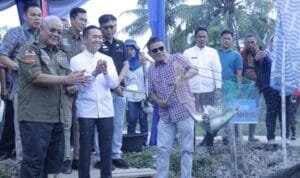 budidaya ikan belida